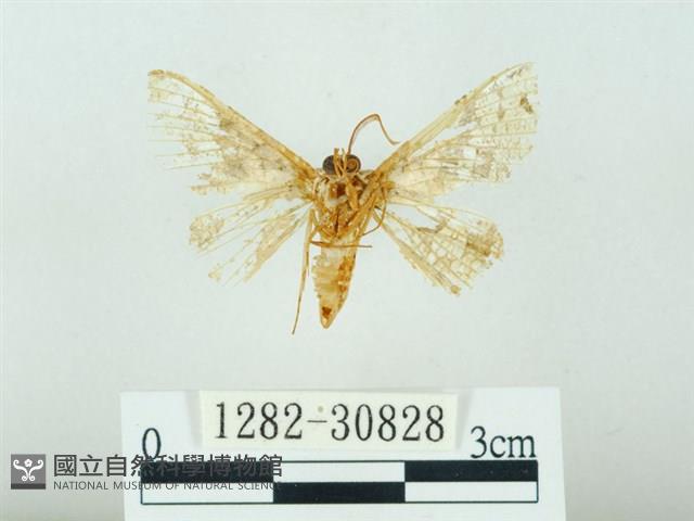 琉球雲紋網蛾藏品圖，第2張