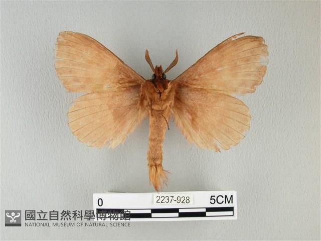 波紋枯葉蛾藏品圖，第2張