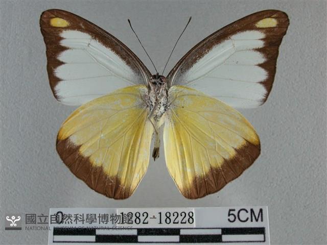 異色尖粉蝶藏品圖，第2張