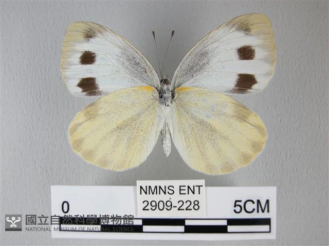 緣點白粉蝶藏品圖，第2張