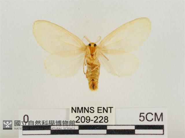 榕透翅毒蛾藏品圖，第2張