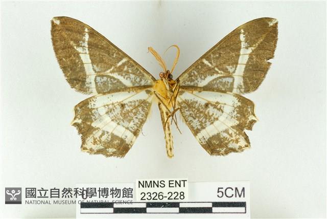 樹形尺蛾藏品圖，第2張