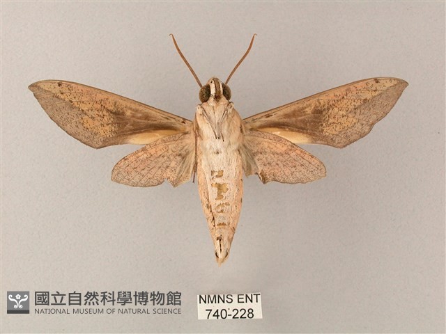 藏斜紋天蛾藏品圖，第2張