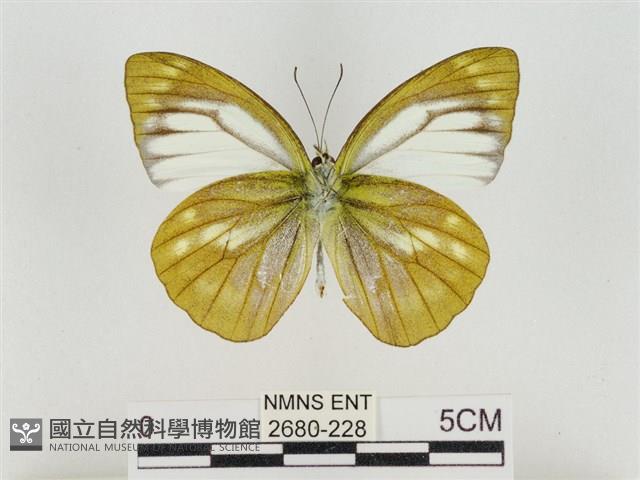 淡褐脈粉蝶藏品圖，第2張