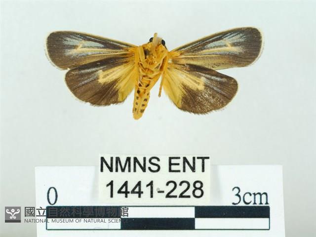 黃肩奇蛾藏品圖，第2張