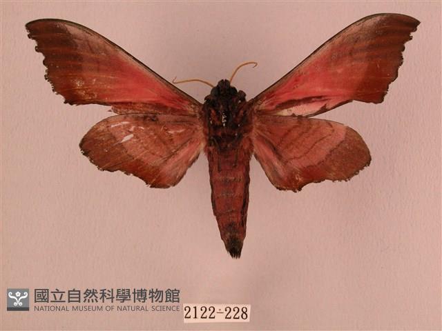 桃紅六點天蛾藏品圖，第2張