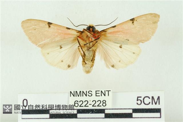 棍棒污燈蛾藏品圖，第2張