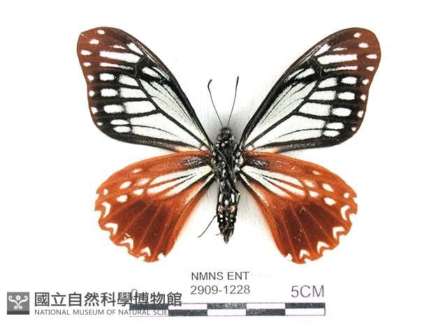 斑鳳蝶藏品圖，第2張