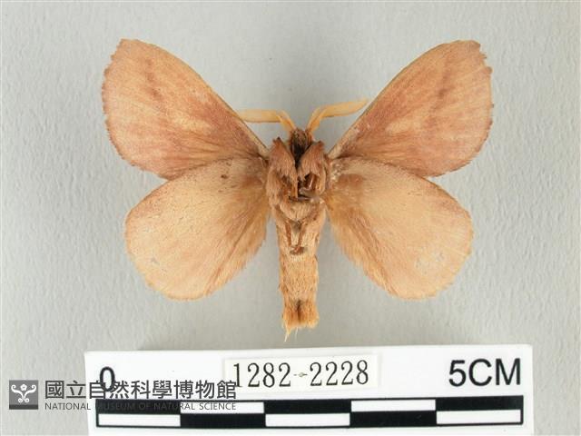 淡紋斜帶枯葉蛾藏品圖，第2張