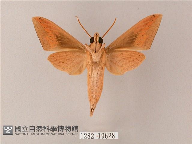 直翅斜紋天蛾藏品圖，第2張