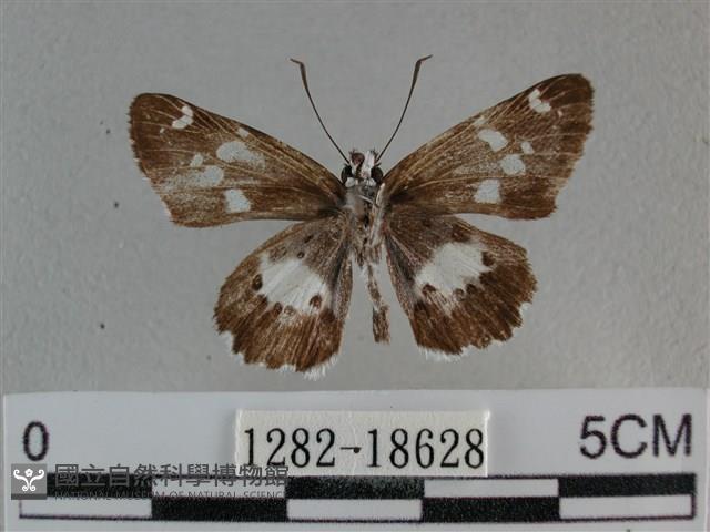 玉帶弄蝶藏品圖，第2張