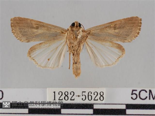 斜紋夜盜蛾藏品圖，第2張