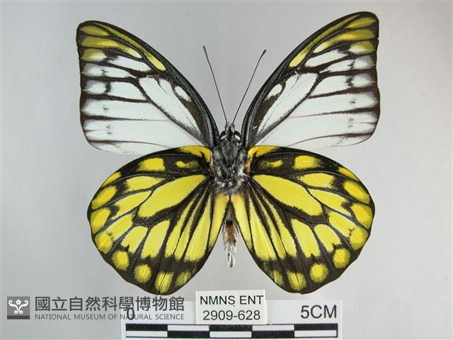 鋸粉蝶藏品圖，第2張