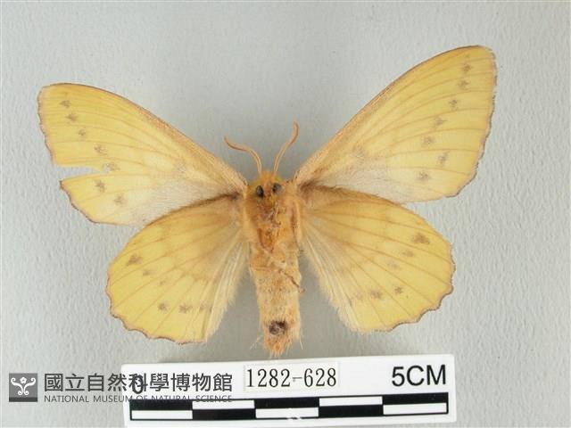 青枯葉蛾藏品圖，第2張