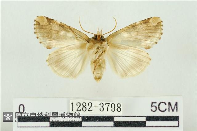 連珠波紋蛾藏品圖，第2張