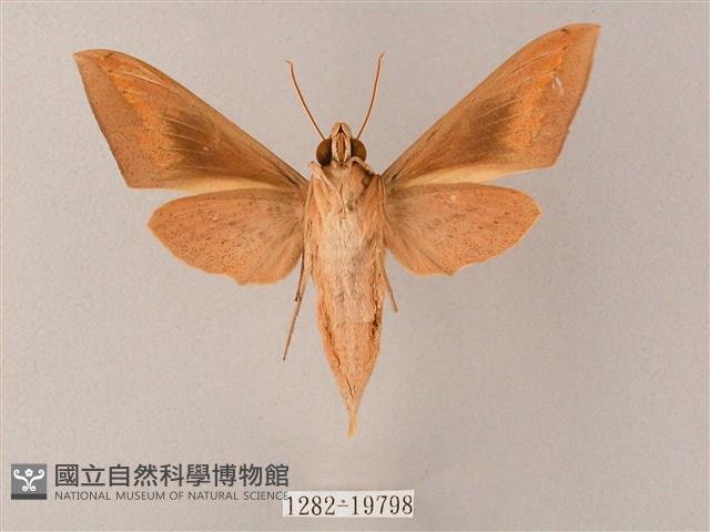 直翅斜紋天蛾藏品圖，第2張