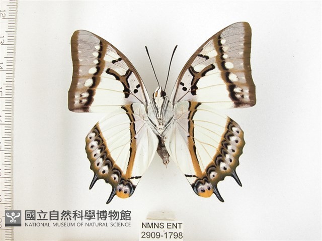 雙尾蛺蝶藏品圖，第2張