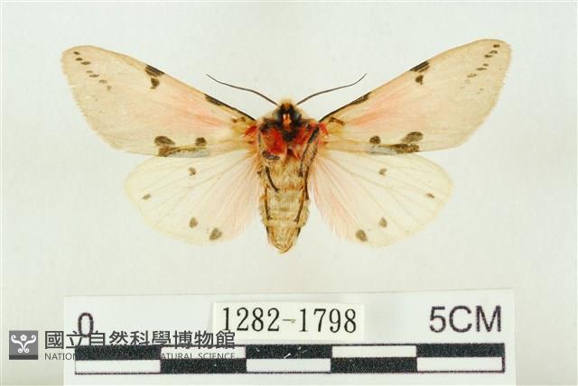 棍棒污燈蛾藏品圖，第2張