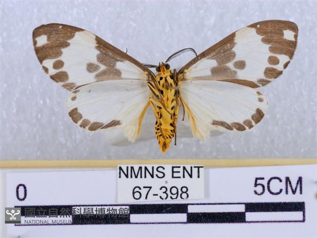 後凸蝶燈蛾藏品圖，第2張