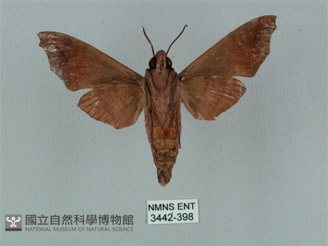 姬缺角天蛾藏品圖，第2張