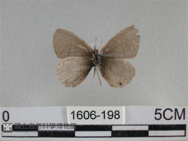 波灰蝶藏品圖，第2張