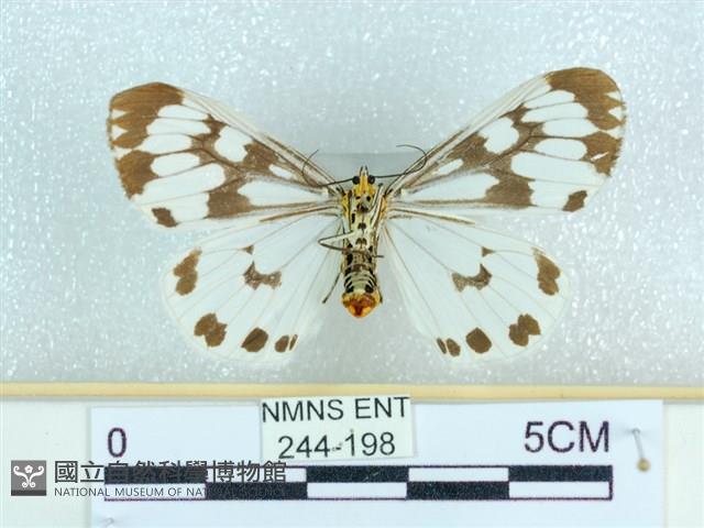 粉蝶燈蛾藏品圖，第2張