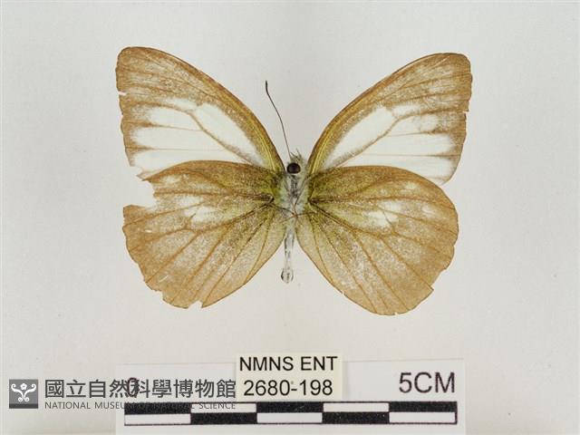 淡褐脈粉蝶藏品圖，第2張