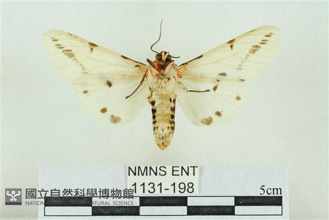 菊池污燈蛾藏品圖，第2張