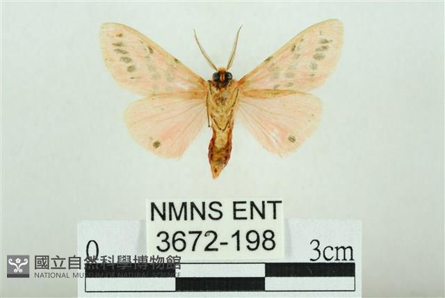 三條橙燈蛾藏品圖，第2張