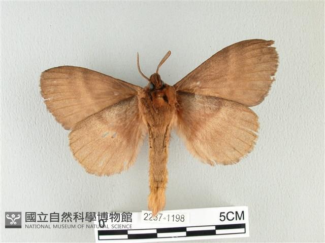 波紋枯葉蛾藏品圖，第2張