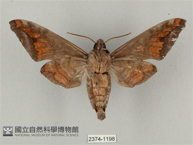 全緣缺角天蛾藏品圖，第2張