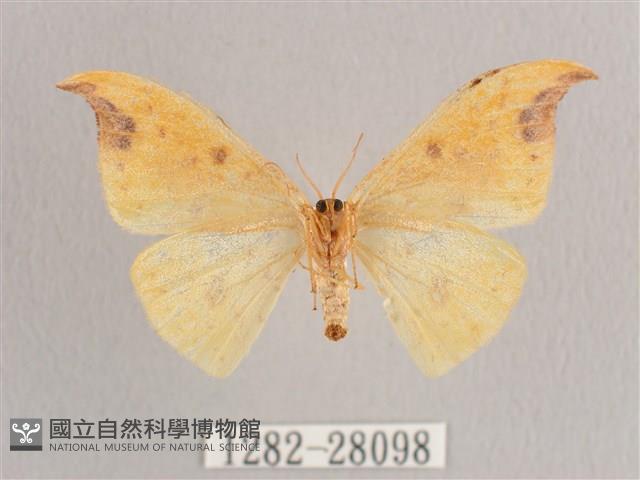 標瑙夜蛾藏品圖，第2張