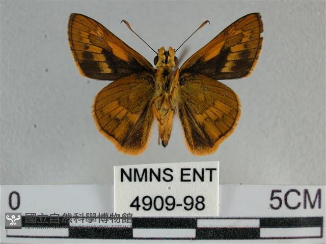寬邊橙斑弄蝶藏品圖，第2張