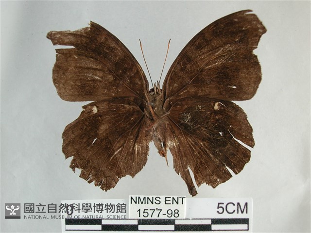 黯眼蛺蝶藏品圖，第2張
