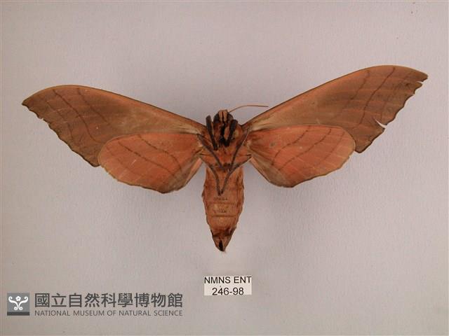 直翅六點天蛾藏品圖，第2張