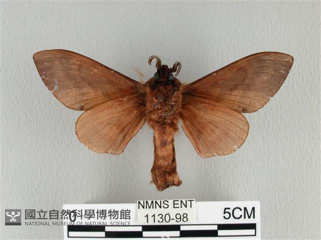 大褐斑枯葉蛾藏品圖，第2張