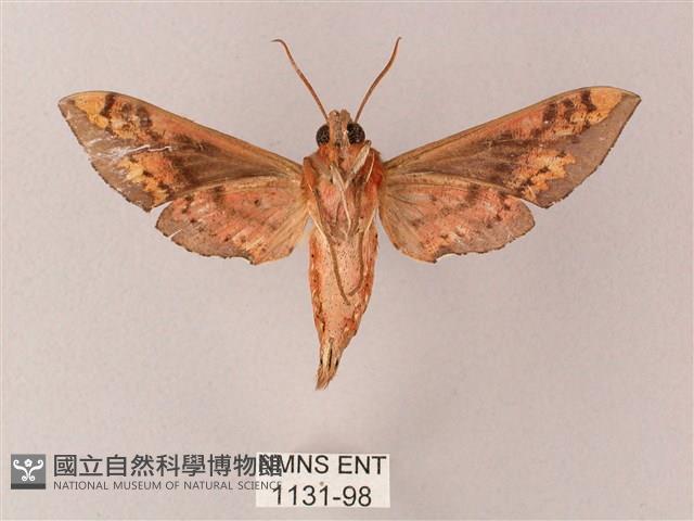 雙斑白肩天蛾藏品圖，第2張