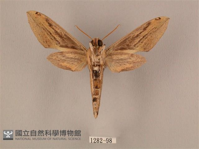 棕綠背線天蛾藏品圖，第2張