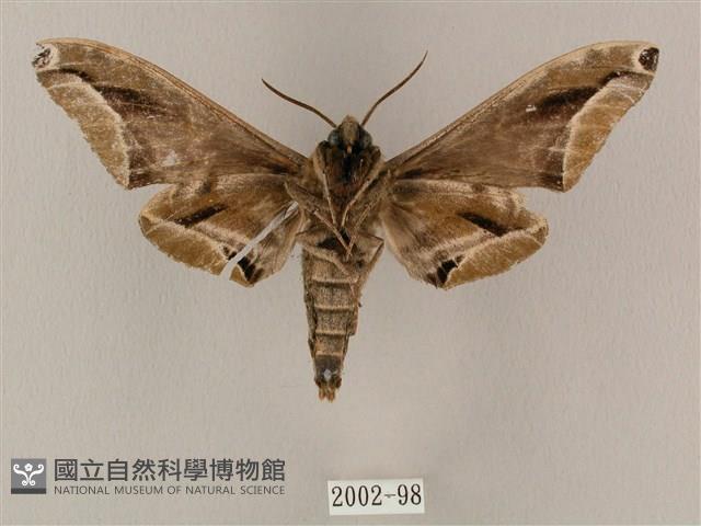 白點天蛾 藏品圖，第2張