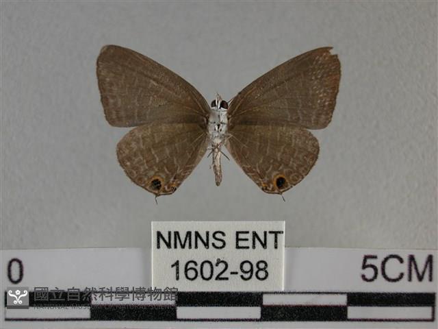 雅波灰蝶藏品圖，第2張