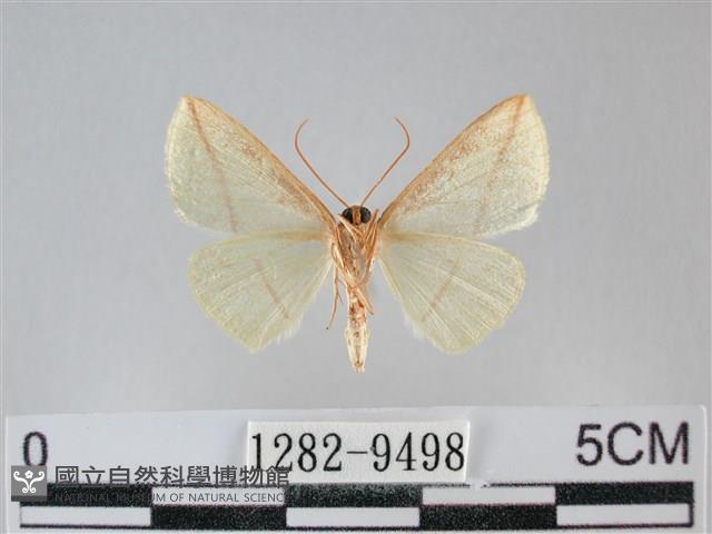 澄線尺蛾藏品圖，第2張