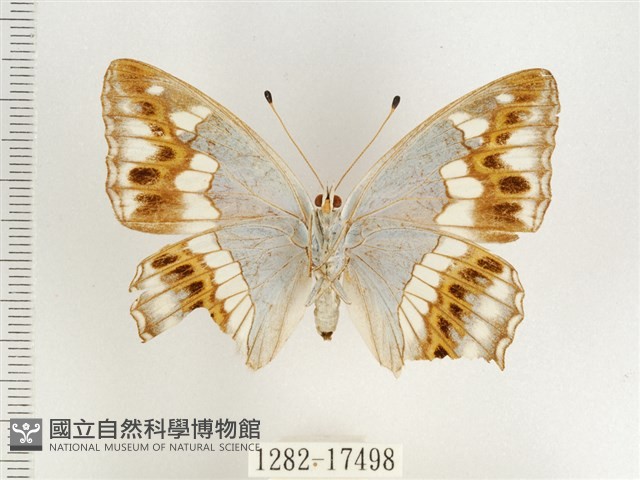 普氏白蛺蝶藏品圖，第2張
