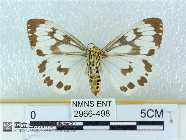 粉蝶燈蛾藏品圖，第2張