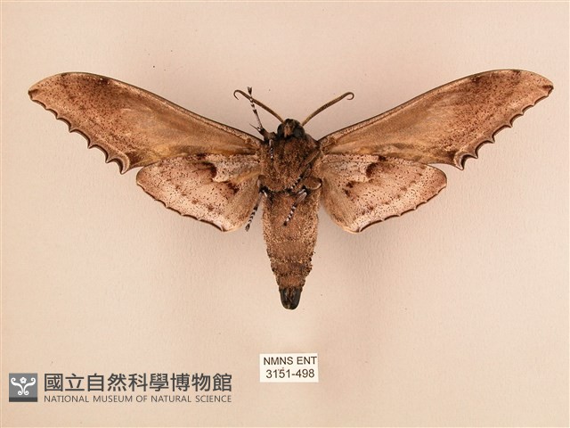臺灣鋸翅天蛾藏品圖，第2張