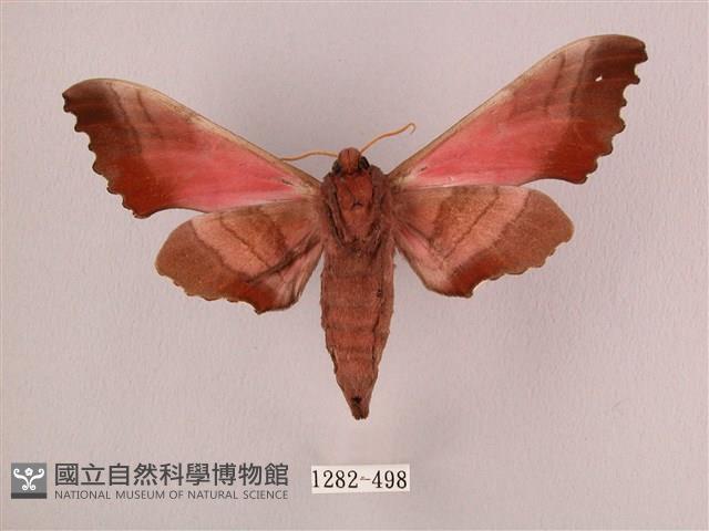 桃紅六點天蛾藏品圖，第2張