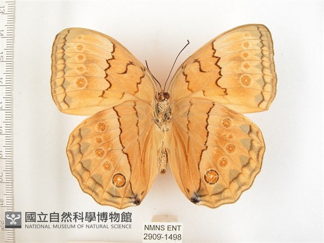 箭環蝶藏品圖，第2張