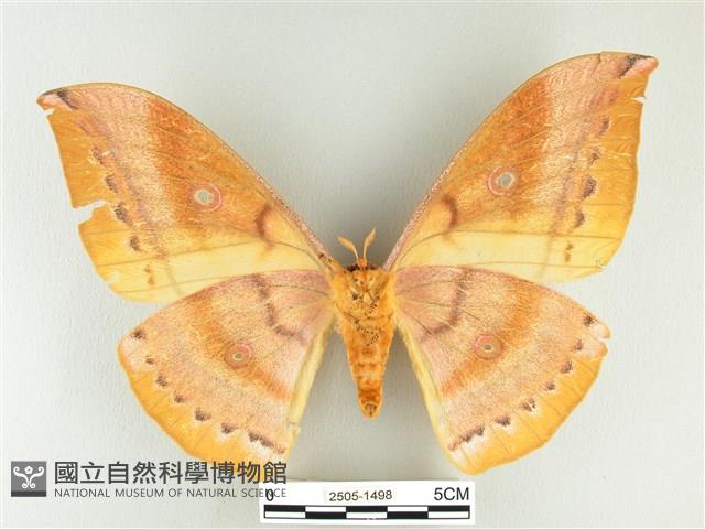 大透目天蠶蛾藏品圖，第2張
