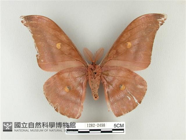 紅目天蠶蛾藏品圖，第2張