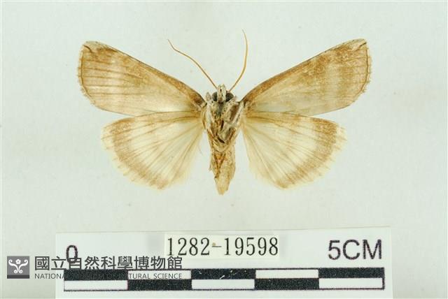 臺洒波紋蛾藏品圖，第2張