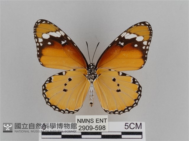 樺斑蝶藏品圖，第2張